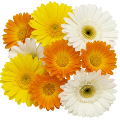 Naklejka premium Isolated Photo Colorful Gerbera Daisies on Black Background