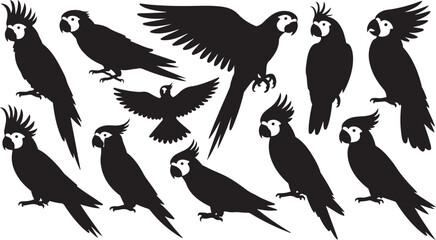 Fototapeta premium Collection of black silhouette cockatoos and parrots in various poses