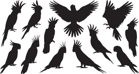 Obraz premium Collection of black cockatoo silhouettes in various poses