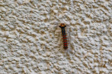 Raupe des Schwammspinners (Lymantria dispar)