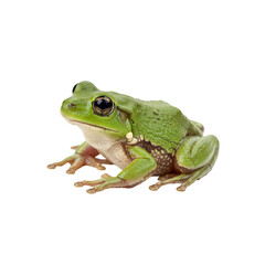 Obraz premium Isolated Photo Green Tree Frog on Transparent Background