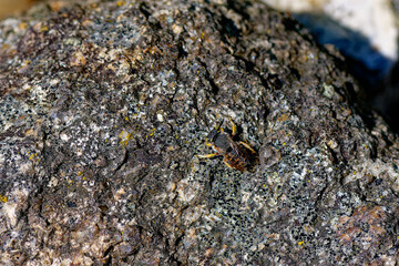 Große Wollbiene oder Garten-Wollbiene (Anthidium manicatum)