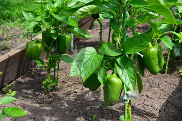 Green bell peppers growing in a garden, close-up shot