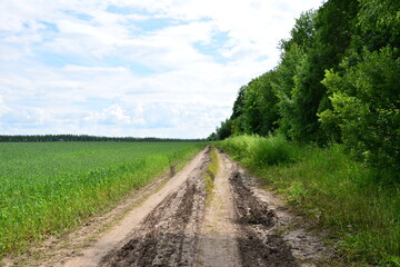 Muddy Country Road Leading Through green Field and Forest copy space