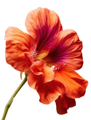 Naklejka premium Nasturtium flower with bold red‑orange petals and central yellow markings photographed in studio, with transparent background
