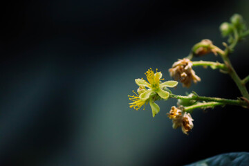 Delicate Yellow Wildflower Blooming in Natural Greenery - Macro Close-up Video Loop
