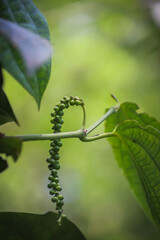 Fresh Green Peppercorns on Vine - Close-up of Spice Plant 