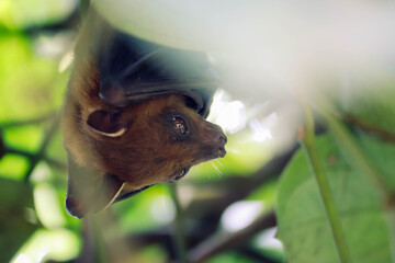 Fruit Bat Hanging Upside Down in Tree Foliage, Looking Around	