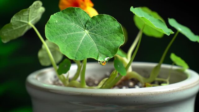Close-up video of a nasturtium plant in a pot showing its green leaves and orange flowers against