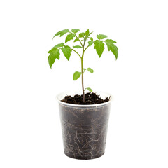 Isolated Tomato Seedling in Clear Pot