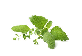 Different fresh green herbs isolated on white
