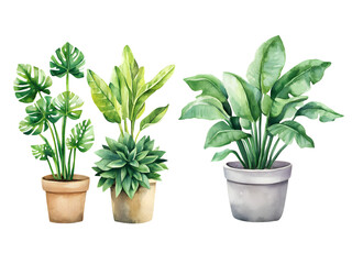 Obraz premium Three potted houseplants in a watercolor style.