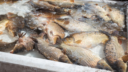 Fresh fish market in Baghdad Iraq showcasing a variety of carp in a water filled container