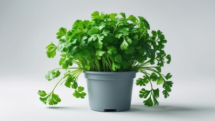 Fototapeta premium Fresh coriander herb plant in a pot on a plain white background.
