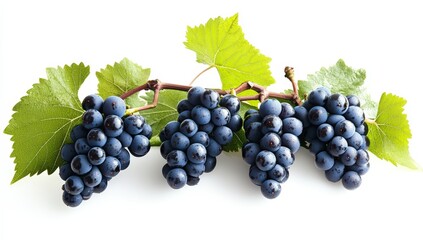 A close-up of four clusters of ripe, dark purple grapes attached to a vine with bright green leaves.