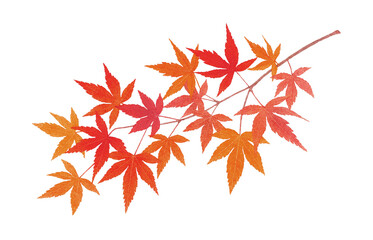 もみじ 紅葉 葉 枝 イラスト 水彩