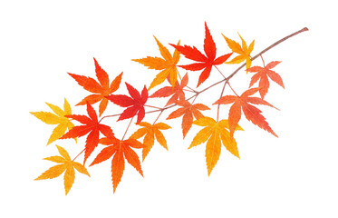 もみじ 紅葉 葉 枝 イラスト 水彩