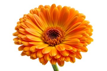 orange calendula flower no background art