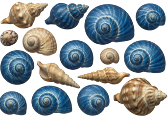 Isolated Seashells on Black Background Photo