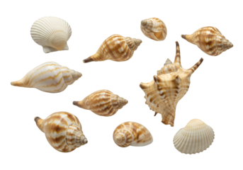 Isolated Seashells on Black Background Photo