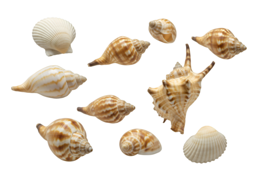 Isolated Seashells on Black Background Photo