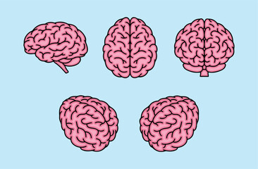 Anatomy of the Human Brain - Vector Illustration Showing Multiple Views of Brain Structure