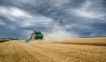 combine harvester harvesting wheat during an approaching thunderstorm on a field in the vertile and...