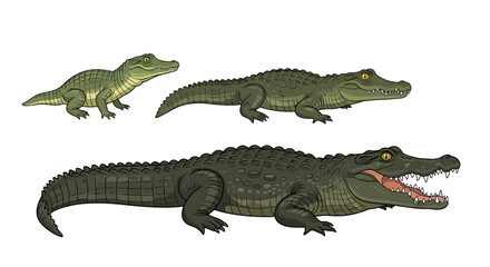 Obraz premium Crocodile Growth Stages Illustration