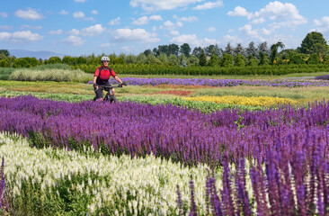 nice and active senior woman cycling with her electric mountain bike between fields of blooming lavender, Stuttgart, Germany