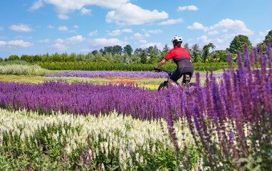 nice and active senior woman cycling with her electric mountain bike between fields of blooming lavender, Stuttgart, Germany