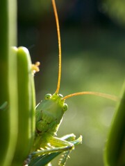 a large green grasshopper on a plant