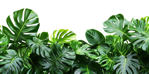A dense tropical bush with large, glossy green leaves, creating a vibrant, lush backdrop with sunlight filtering through the leaves. isolate on transparent background
