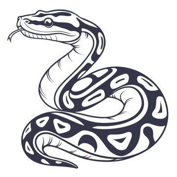 Ball Python Vector Illustration &ndash; Exotic Snake Reptile Design