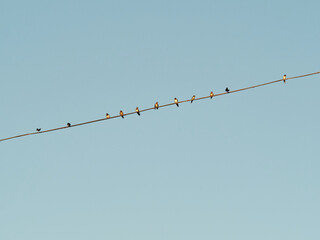 Several swallows on a power line. House Martin (Delichon urbicum)