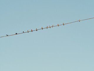 Several swallows on a power line. House Martin (Delichon urbicum)