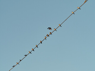 Several swallows on a power line. House Martin (Delichon urbicum)