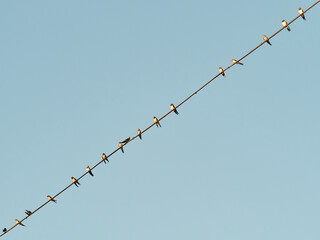 Several swallows on a power line. House Martin (Delichon urbicum)