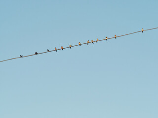 Several swallows on a power line. House Martin (Delichon urbicum)