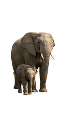 Obraz premium Photo Isolated Elephant Mother and Calf