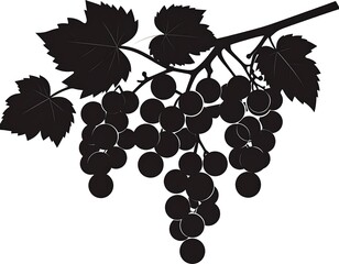 Fototapeta premium Silhouette of a grapevine branch with clusters of dark fruit and serrated leaves set against a stark white background illustrating a harvest scene