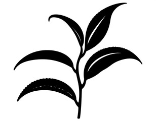 Silhouette of a tea plant sprig with multiple leaves showcasing a detailed stem and leaf serrations set against a stark white background illustrating botanical simplicity