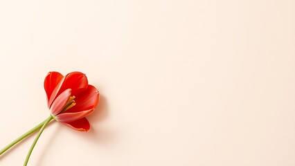 Fototapeta premium Single red tulip lying on a beige textured surface in a top-down flat lay composition with soft shadows.