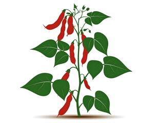 Vibrant Red Bean Plant with Lush Green Foliage Isolated on White Background  Detailed Botanical Illustration of Leguminous Crop
