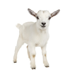 Photo of Playful Baby Goat Isolated on Transparent Background