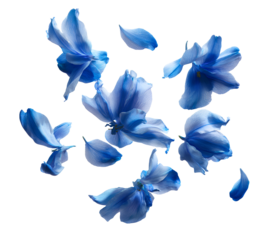  Blue jasmine petals floating gently in the air isolated on transparent background
