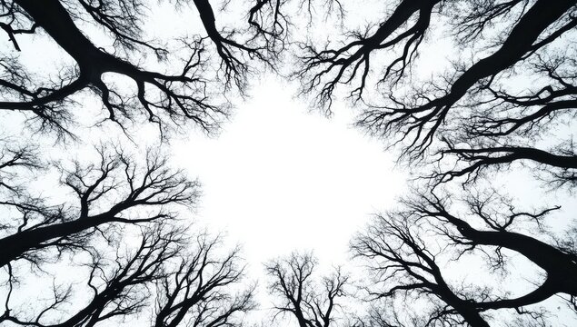 Black and white photo of leafless tree branches extending inward, creating a natural frame around a bright sky.