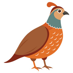 Quail Bird