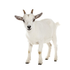 Obraz premium Photo of White Baby Goat Isolated on Transparent Background