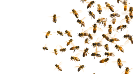 Swarm of Bees Isolated on White Background - Professional Image for Design Projects