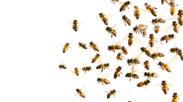Swarm of Bees Isolated on White Background - Professional Image for Design Projects